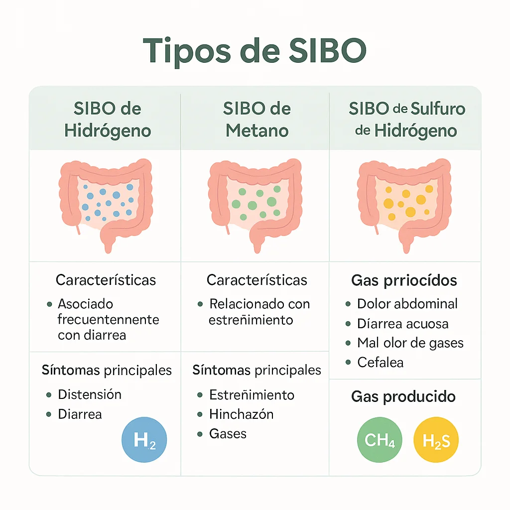 SIBO de sulfuro de hidrógeno (H2S): el tercer gas